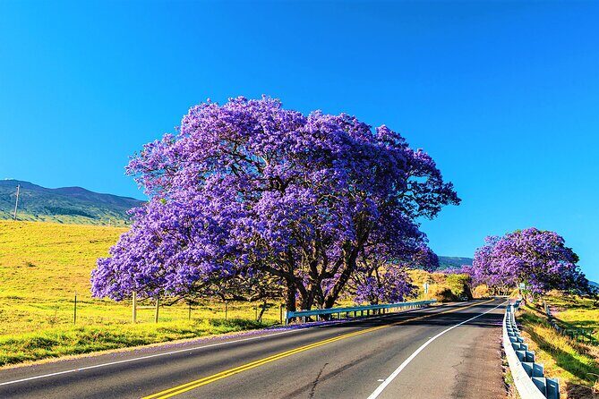 Haleakala Express Self-Guided Bike Tour with Bike Maui - The Downhill Experience: From the Mountain to the Towns