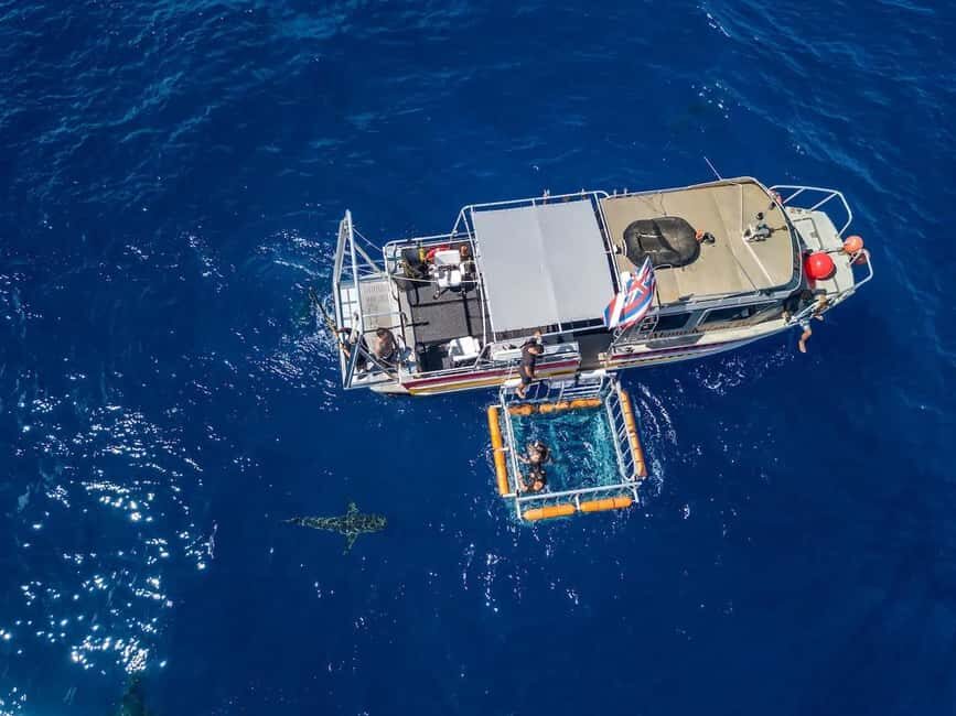 Haleiwa: North Shore Shark Cage Diving Experience