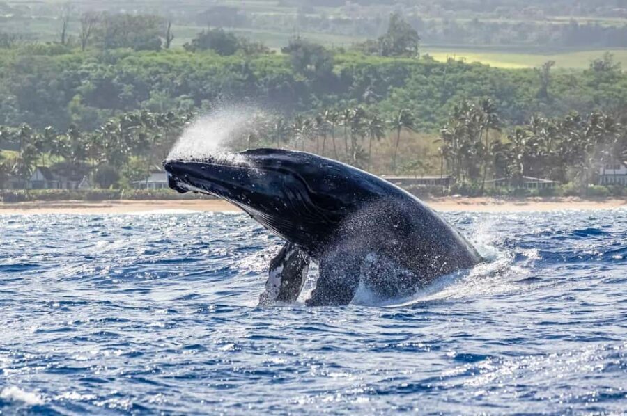 Haleiwa: North Shore Whale Watching Tour by Catamaran