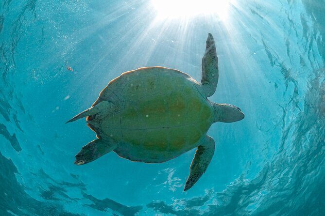 Half a Day Snorkeling with Sea Turtles Encounter and Free time - The Good, the Not-So-Good, and the Practical