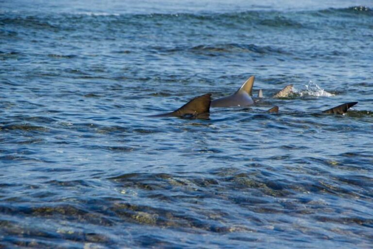 half-day all-inclusive excursion Salinas, Shark Bay Blue Eye - The Itinerary: A Closer Look