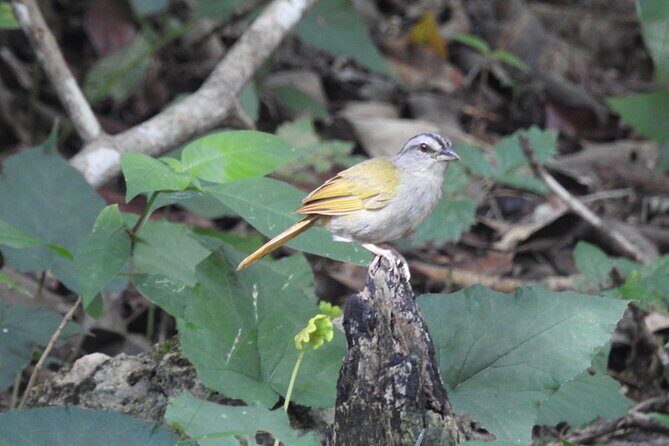 Half-Day Birdwatching Puerto Morelos - Key Points