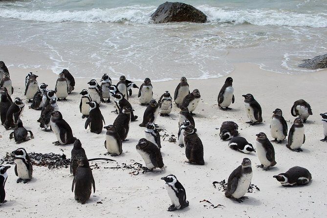 Half Day Boulders Penguins and Cape Point Small Group Tour - Boulders Beach Penguin Colony