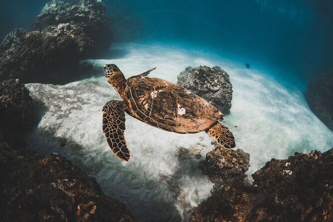 Half-Day Deluxe Molokini Snorkel Excursion in Maui - An Overview of the Experience