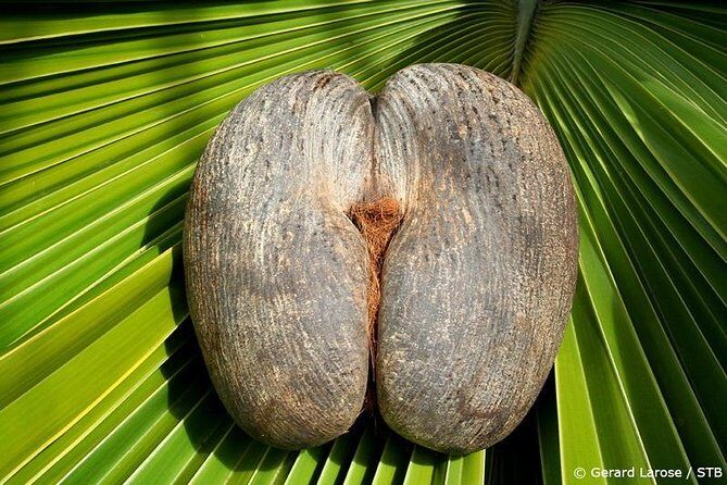 Half Day Discovery Tour of Vallee de Mai on Praslin Island - Who Might Love This Tour?
