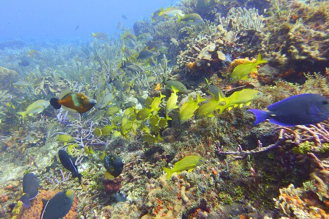 Half Day Dive Trip to the Cozumel reef - What You Can Expect: A Step-by-Step Breakdown