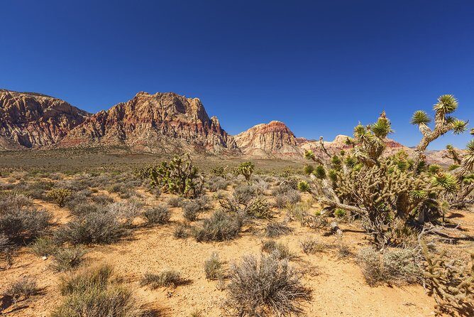 Half-Day Electric Bike Tour of Red Rock Canyon - What the Reviews Say