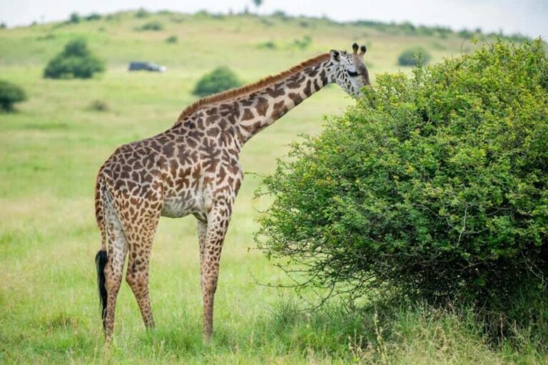 Half-Day Game Drive in Nairobi National Park With Pickup - Understanding the Cost and Whats Included