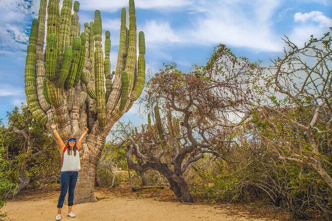 Half Day Guided Camel Safari in Cabo San Lucas - Authenticity and Value