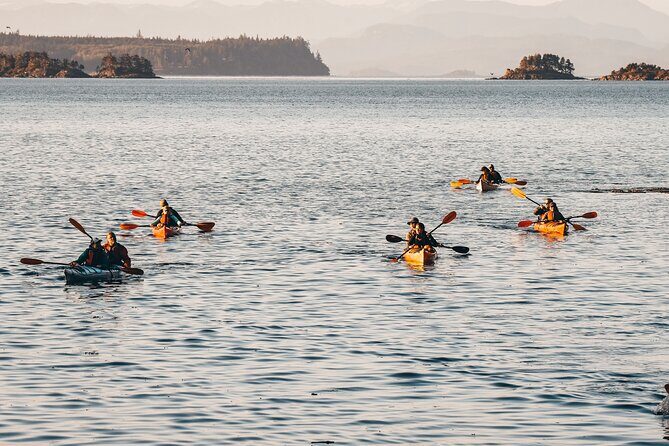 Half-Day Guided Sea Kayaking Adventure in Telegraph Cove - What to Expect on the Tour