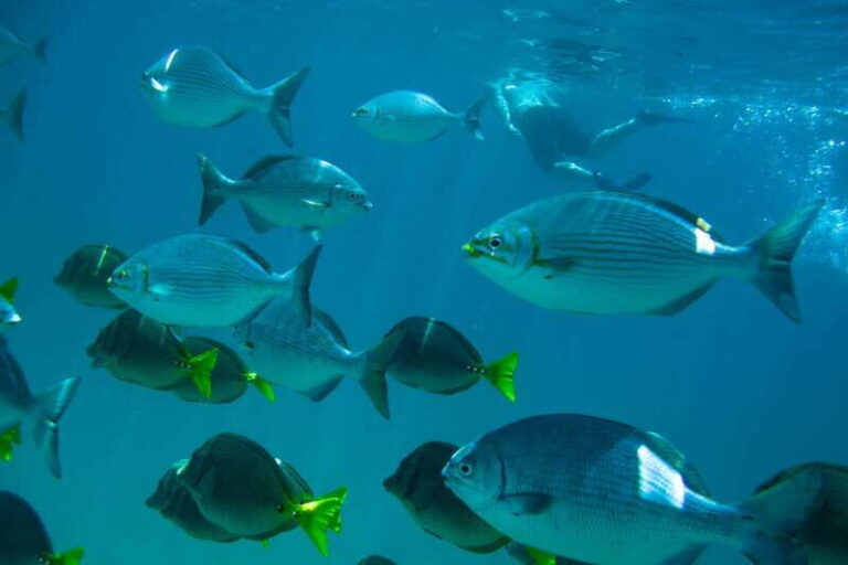 Half Day Guided Snorkel Tour in Los Cabos - Why This Tour Might Be Just Right for You