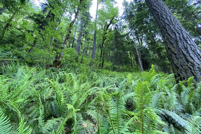 Half Day Guided Tour of Olympic National Park - What Makes This Tour Stand Out?
