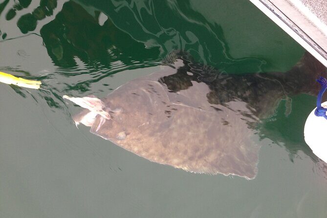 Half Day Halibut Fishing - What to Expect From Your Halibut Fishing Trip
