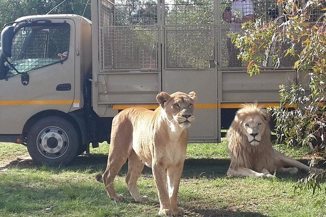 Half Day Lion Park tour from Johannesburg or Pretoria - Practical Considerations for Travelers