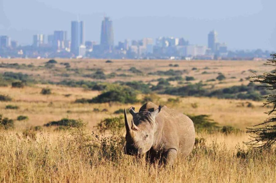 Half-Day Nairobi National Park Early Morning Game Drive - Experience Overview