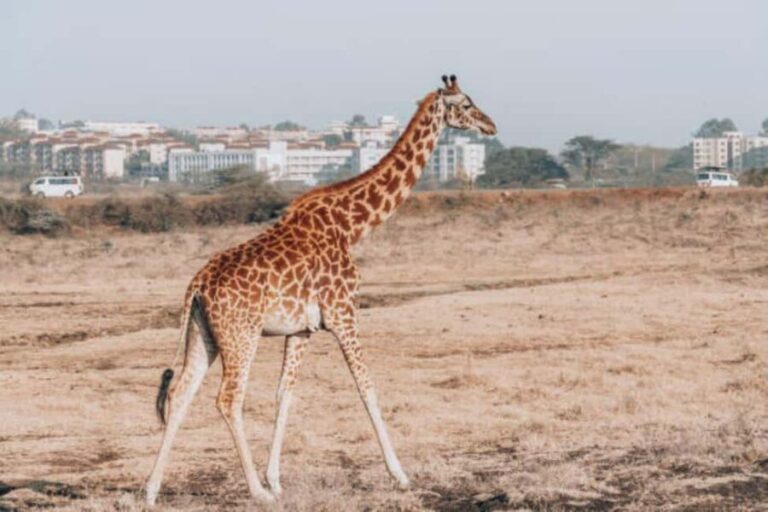 Half day Nairobi National Park with free pick up - Authentic Experiences and Tips