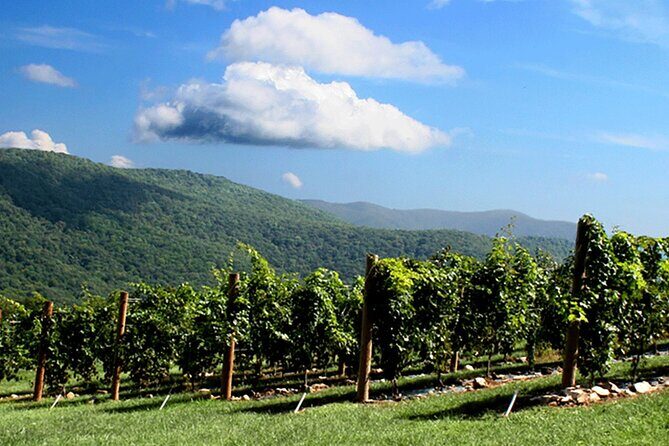 Half-Day North Georgia Wine Country Tour From Atlanta - Authentic Experiences and Tips From Travelers