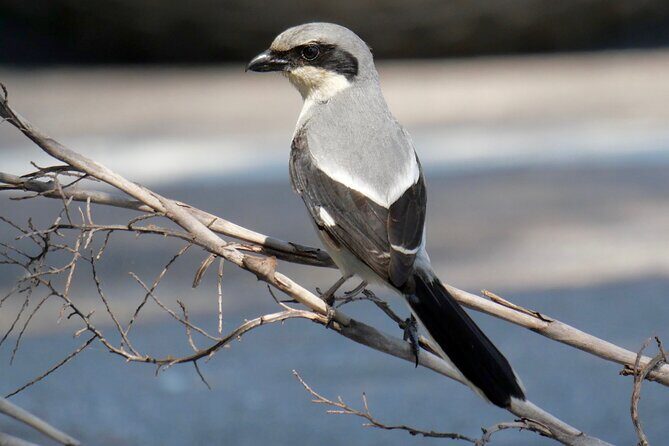 Half-Day Private Bird Tour of Fort De Soto Park in St. Petersburg - 2 person max - Final Thoughts