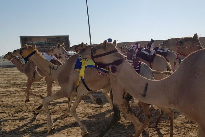 Half-Day Private Guided Camel Race Tour in Qatar - Why This Tour Works for Travelers