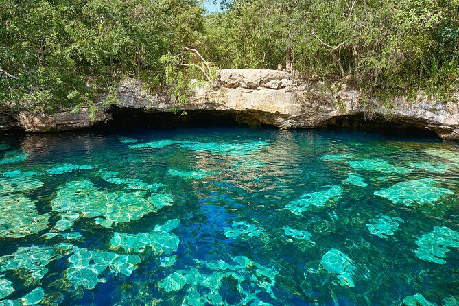 Half Day Private Snorkeling with Turtles and Majestic Cenotes - What Travelers Say