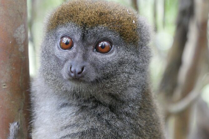 Half-Day Private Tour in Lemur's Park - The Gateway: Lemur’s Park