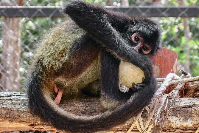 Half Day Private Tour of Akumal Monkey Sanctuary - How Does the Price Reflect the Experience?