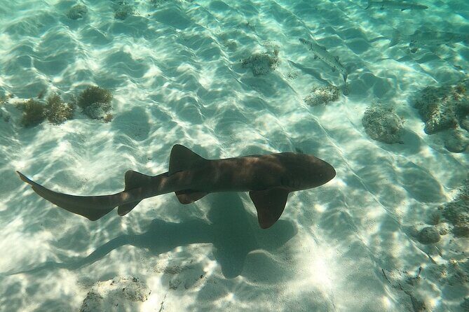 Half Day Private Tour to Islamorada Alligator Reef and Sandbar - Who Should Consider This Tour?