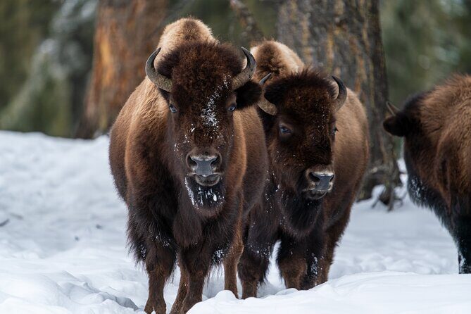 Half Day Private Wildlife Photography Tour in Yellowstone - What Travelers Are Saying (Based on Reviews)