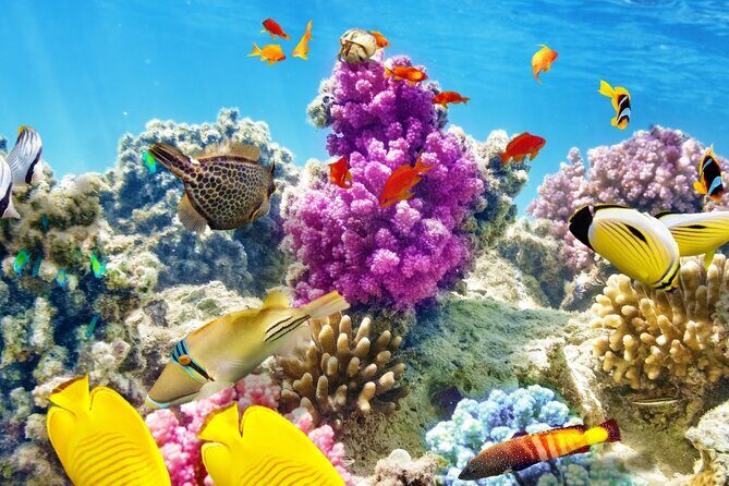 Half-Day Puerto Morelos Snorkeling Experience with Lunch - The Value of the Tour