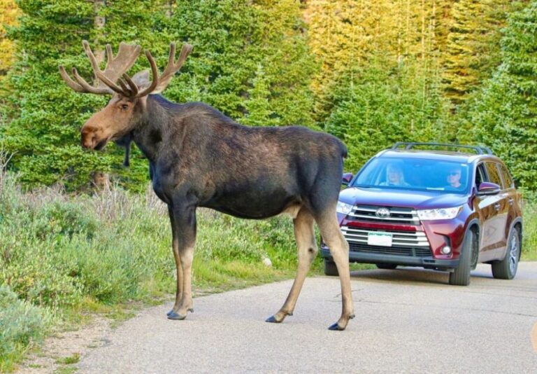 Half-Day RMNP Lakes and Meadows Tour-RMNPhotographer - Wildlife Encounters