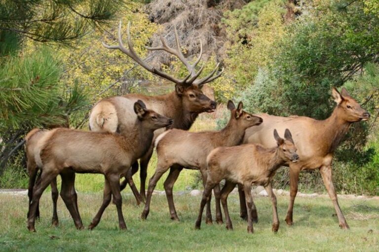 Half-Day RMNP Mountains to Sky Tour-RMNPhotographer - What Travelers Say