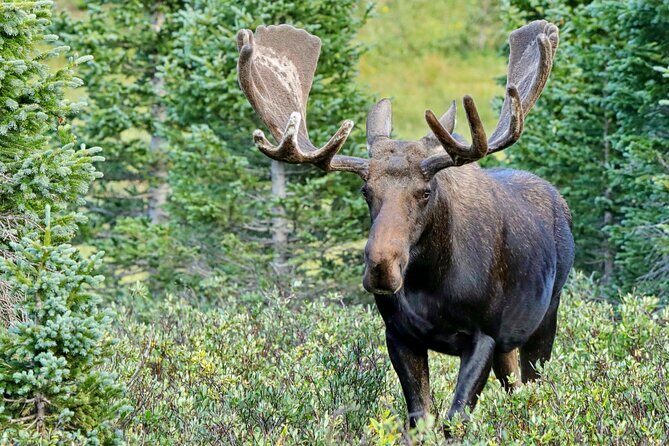 Half-Day Rocky Mountain National Park "Lake and Meadows Tour" - Who Will Love This Tour?