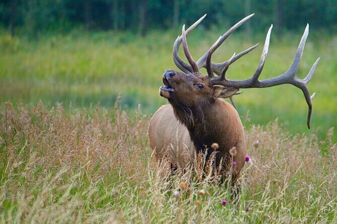 Half-Day Rocky Mountain National Park "Mountains to Sky Tour" - RMNPhotographer - Authentic Traveler Experiences