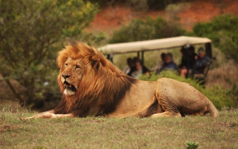 Half-Day Schotia Game Reserve (Open 4x4 Vehicle) - Experience Overview: What Makes This Safari Special