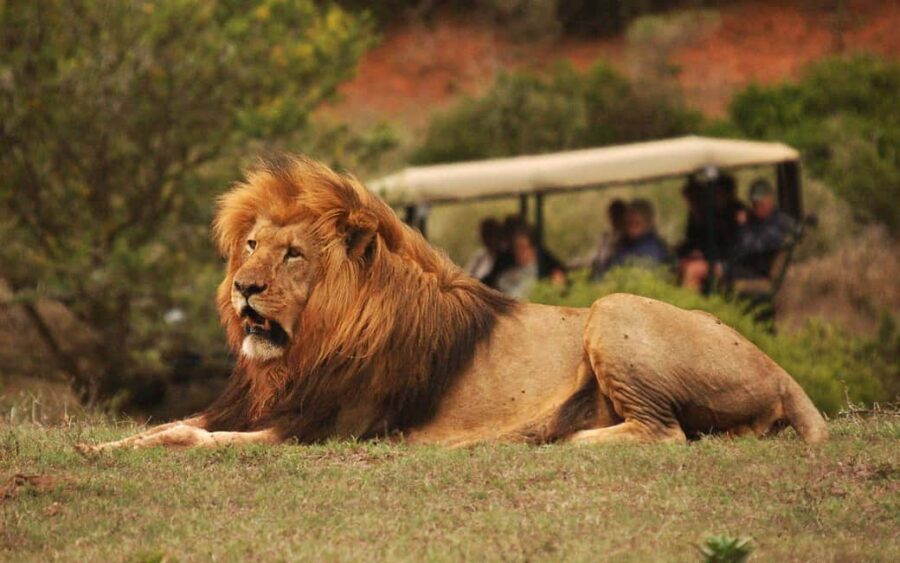 Half-Day Schotia Game Reserve (Open 4x4 Vehicle)