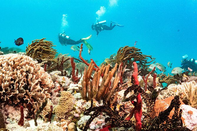 Half-Day Scuba Diving in Playa del Carmen for Small-Group - The Sum Up