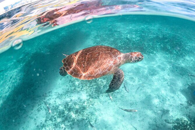 Half Day Shared Tour in Cenote Cave and Swimming with Turtles - What’s Included and What’s Not