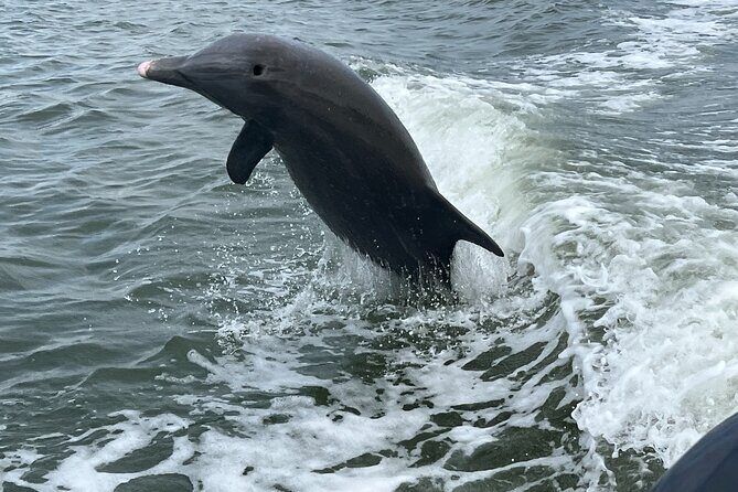Half Day Shelling Dolphin Eco Tour in 10 000 Island and Marco - Who Will Love This Tour?