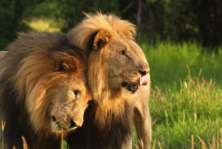 Half-Day Tala Game Reserve & Natal Lion Park from Durban - What Makes This Tour Stand Out?