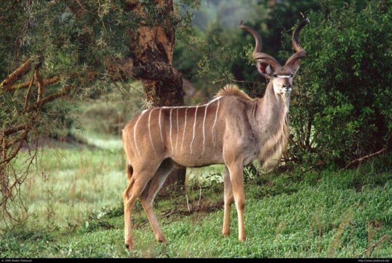 Half Day Tala Game Reserve & Natal Lion Pk Tour From Durban - The Picnic Break & Scenic Views