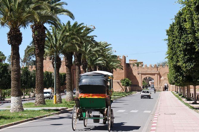 Half day tour : Agadir Goats in argan trees & Souk El Had Market - What Travelers Are Saying