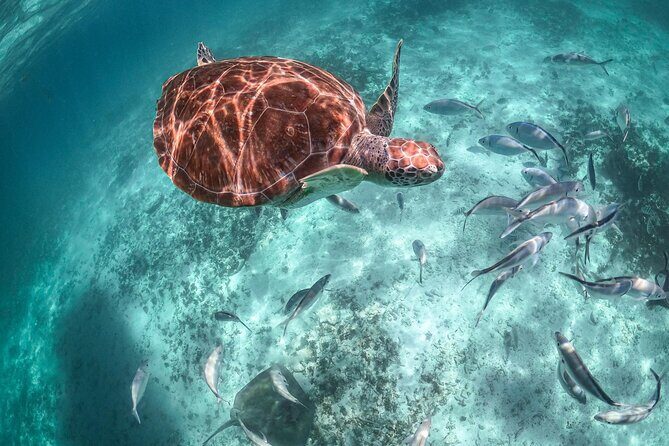 Half-day Tour Sea Turtles Encounter in Akumal Bay - The Value of the Tour