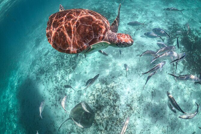Half Day Tour: Turtles Encounter in Akumal Beach - Authentic Experiences and Practical Details