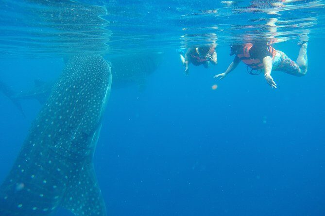 Half Day Whale Shark Tour From Playa del Carmen - The Real Experience: What Travelers Are Saying
