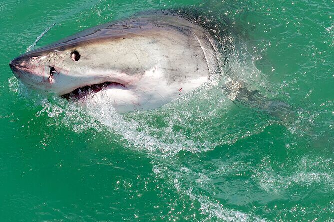 Half-Day White Shark Cage Diving from Gansbaai - Final Thoughts