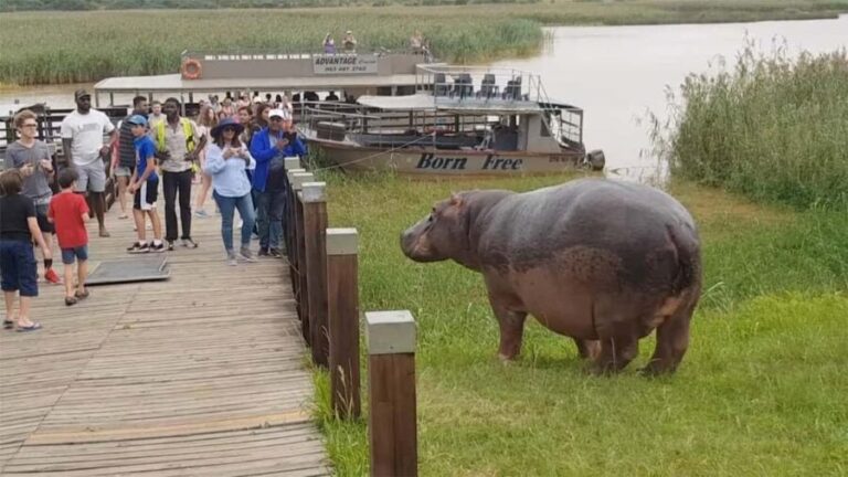 HalfDay Hippo & Croc Boat Cruise Isimangaliso f Richards Bay - Cost and Value Analysis