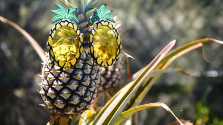 Hali'imaile: Pineapple Farm Tour - Analyzing the Value