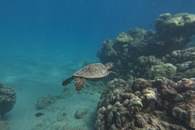 Hanauma Bay Guided Snorkeling Tour with Transportation - The Ideal Participant
