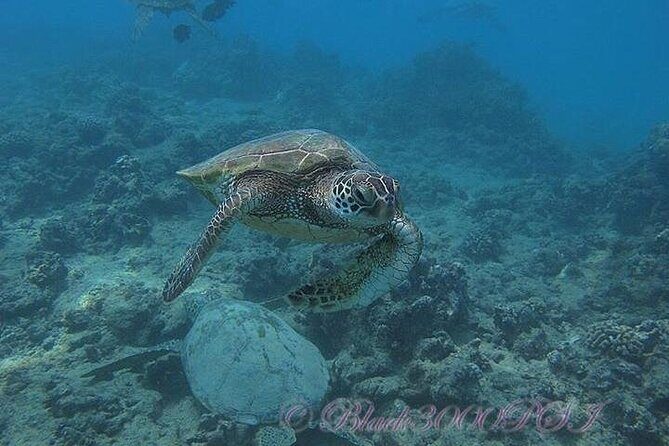 Hawaii DISCOVER Beginner + Certified 2 Tank Shallow Scuba Diving - The Sum Up