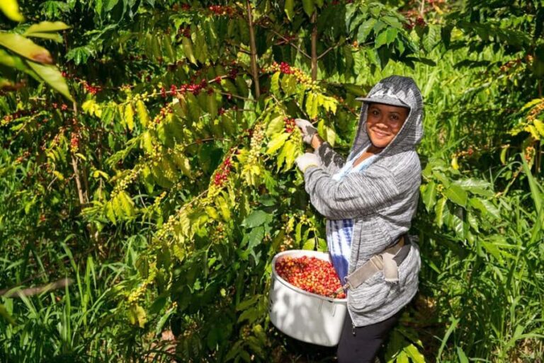 Hawaii: Hala Tree Coffee Farm Tour and Tasting - Practical Details and What to Expect